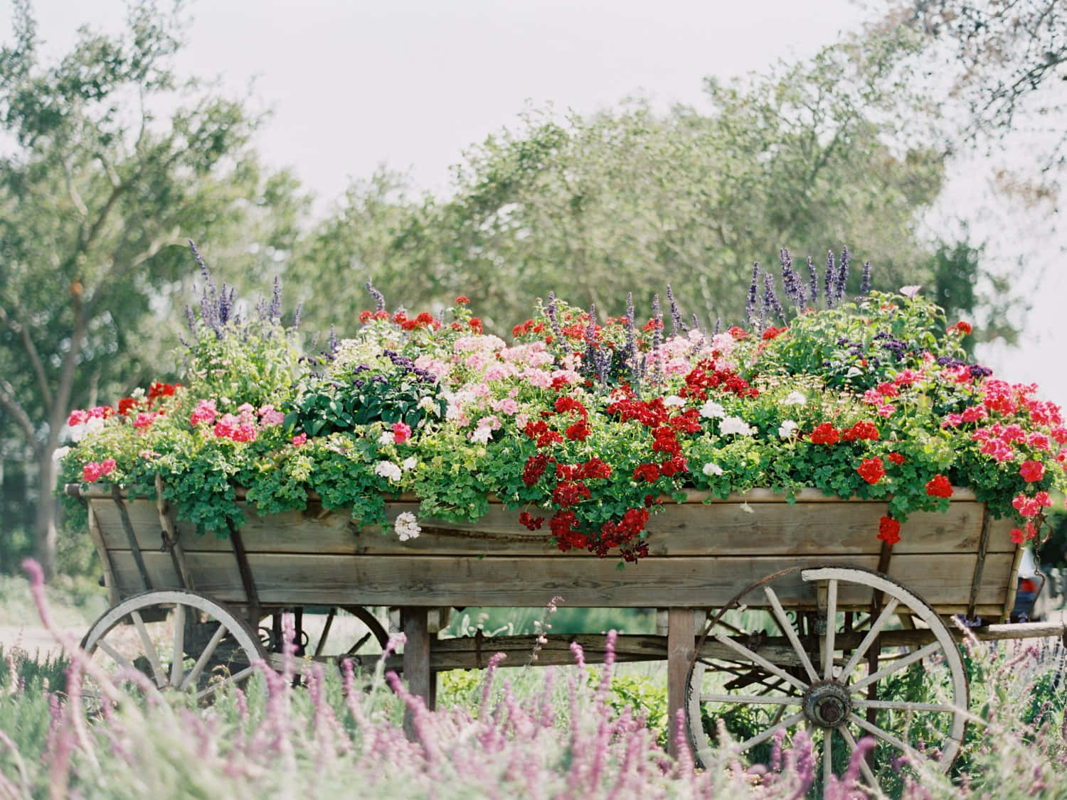 Beautiful Flower Cart With Colorful Blooms Wallpaper