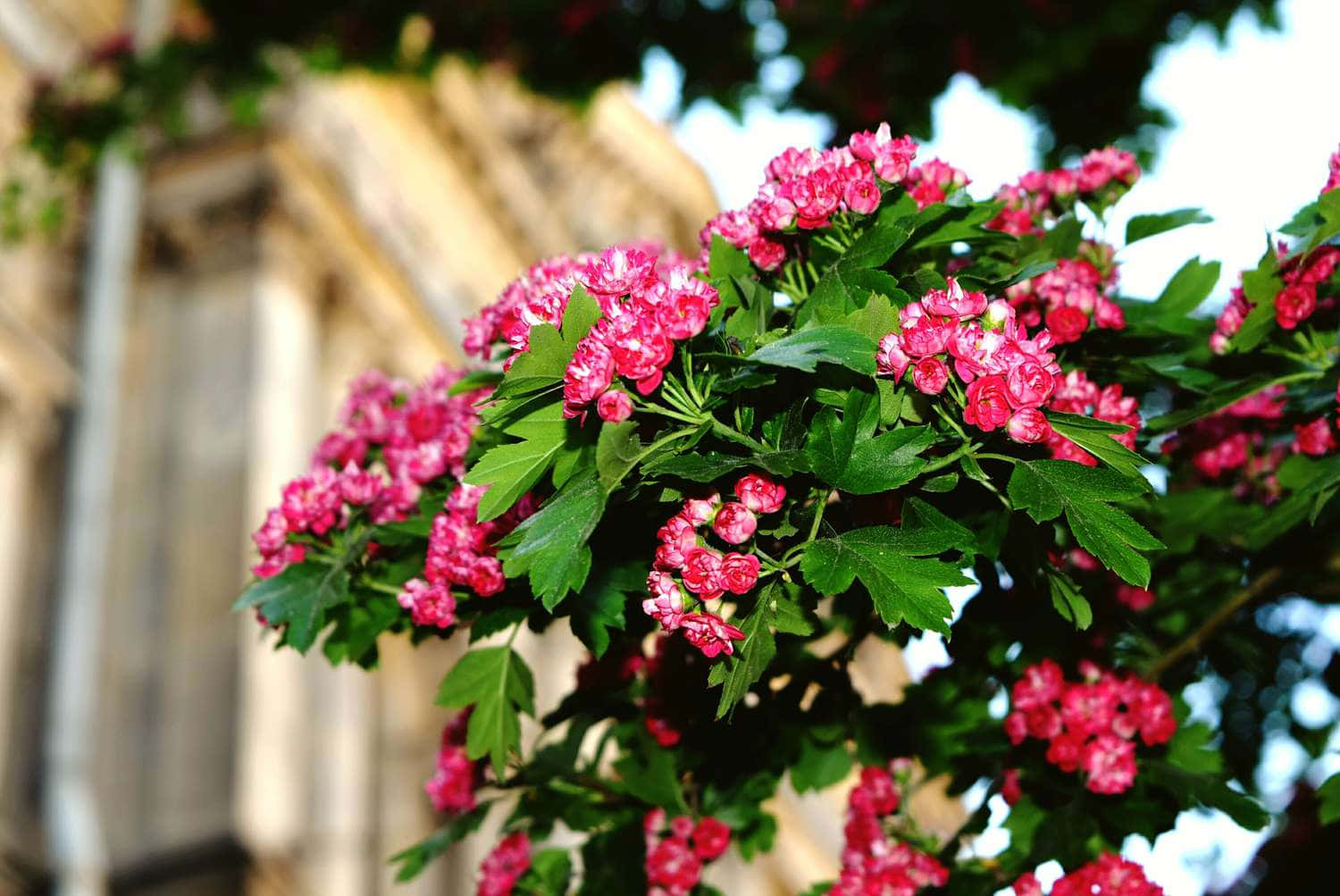 Beautiful Flowering Tree In Full Blossom Wallpaper