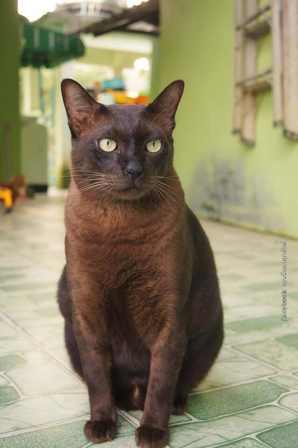 Beautiful Havana Brown Cat Relaxing On A Couch Wallpaper