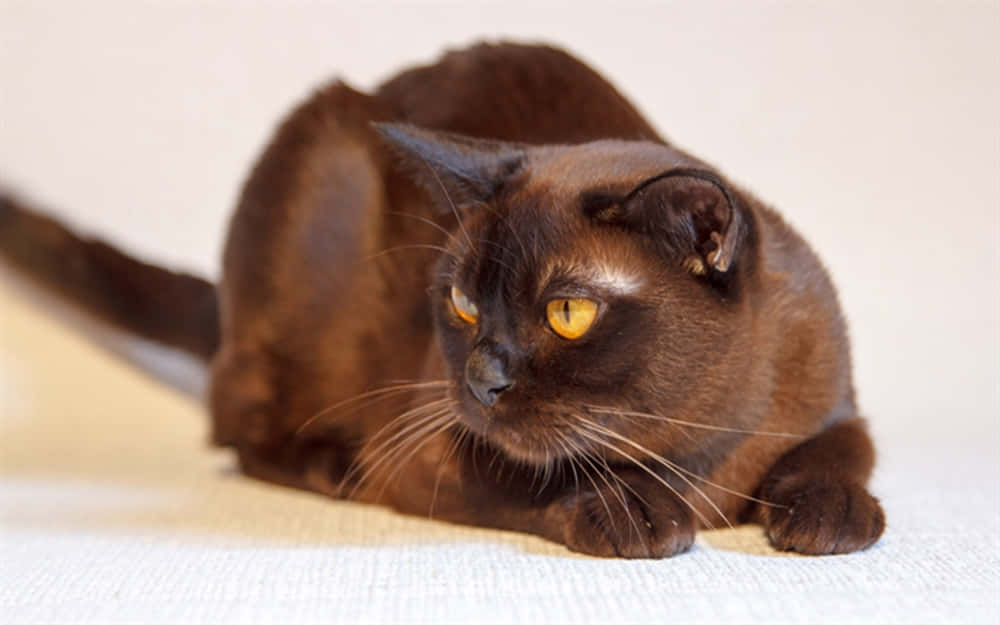 Beautiful Havana Brown Cat Relaxing On A Couch Wallpaper