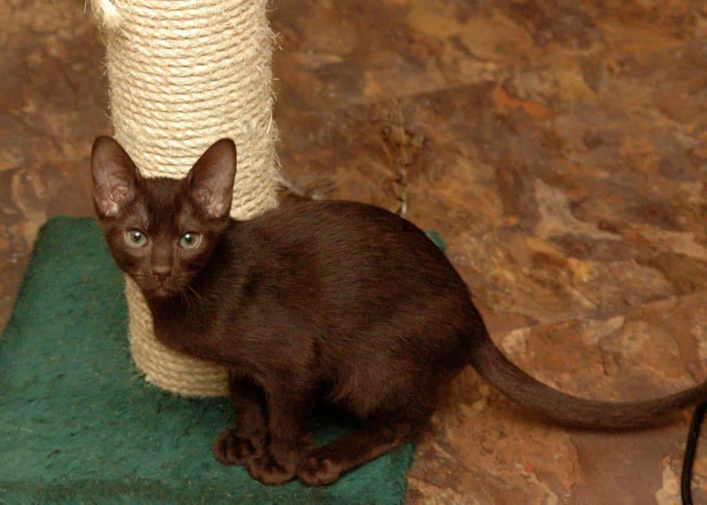 Beautiful Havana Brown Cat Resting On The Floor Wallpaper