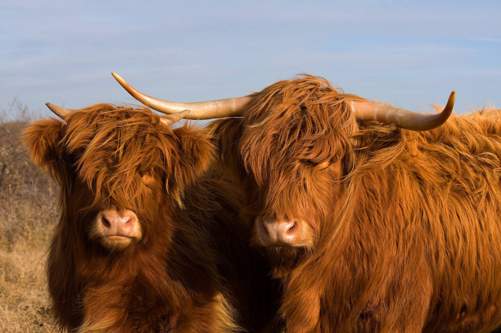 Beautiful Hd Highland Yak Wallpaper