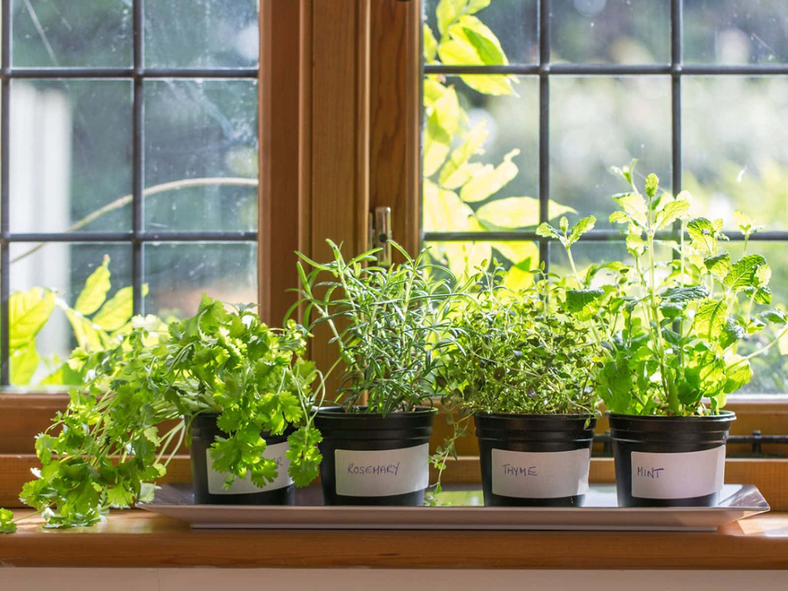 Beautiful Herb Garden In Full Bloom Wallpaper