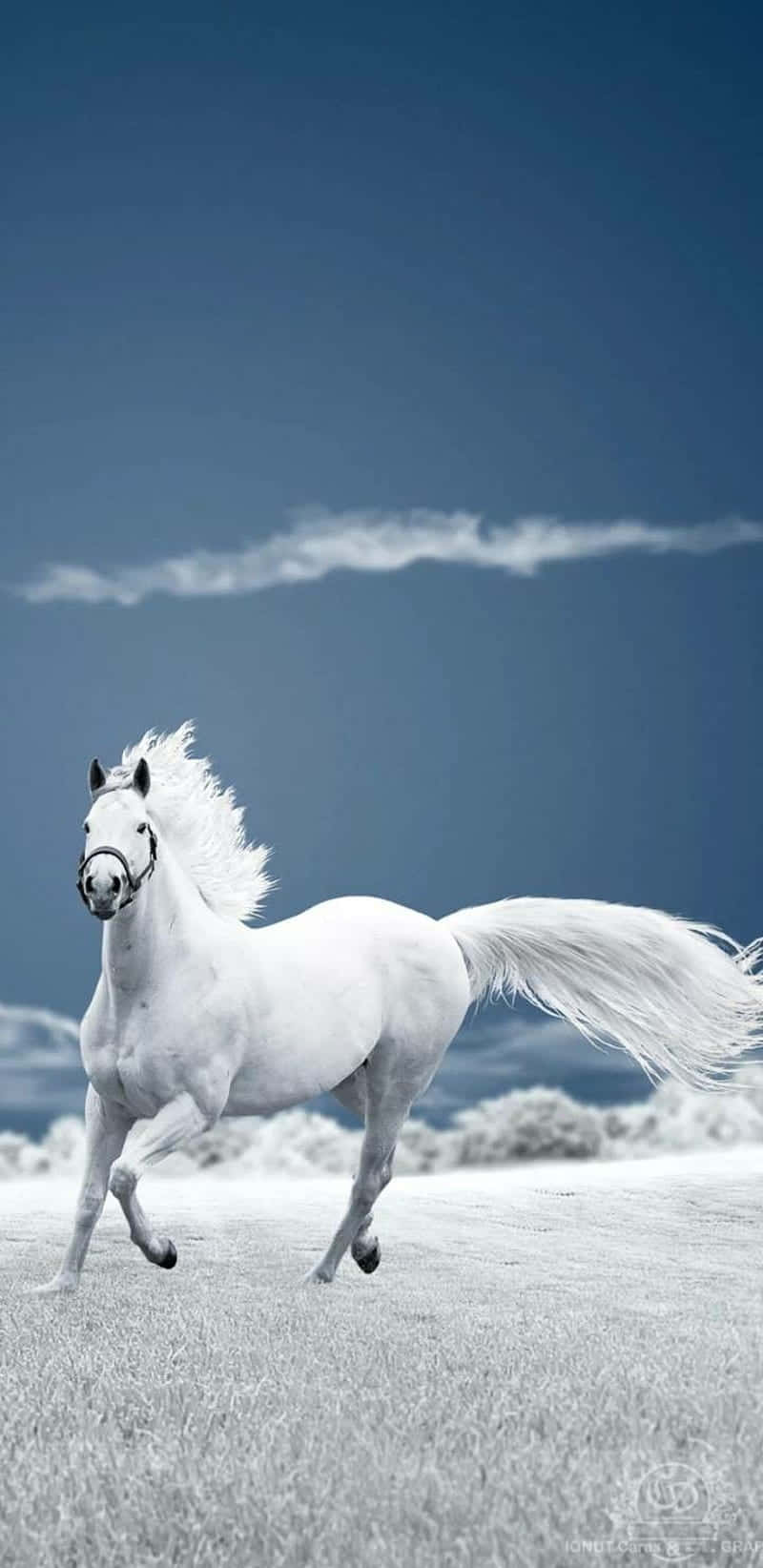 “beautiful Horse Trotting Under The Blue Sky” Wallpaper