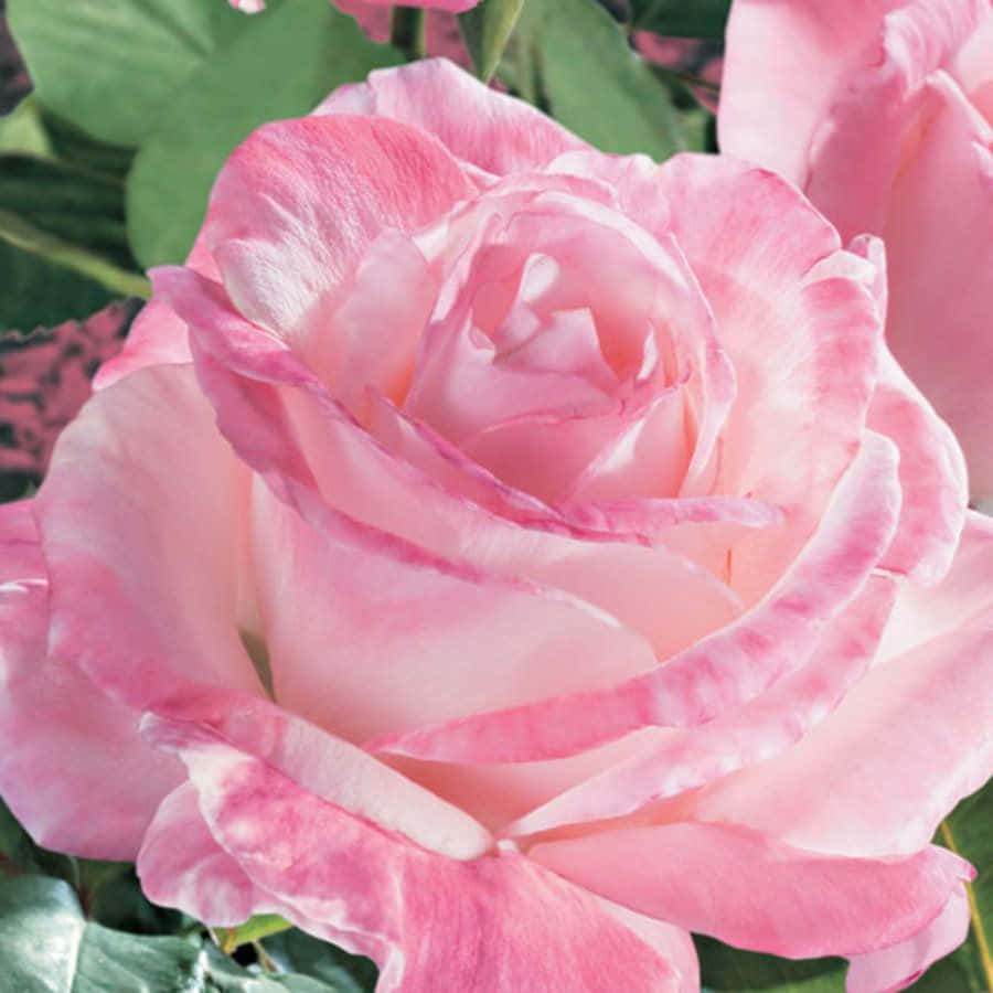 Beautiful Hybrid Tea Roses In Full Bloom Wallpaper