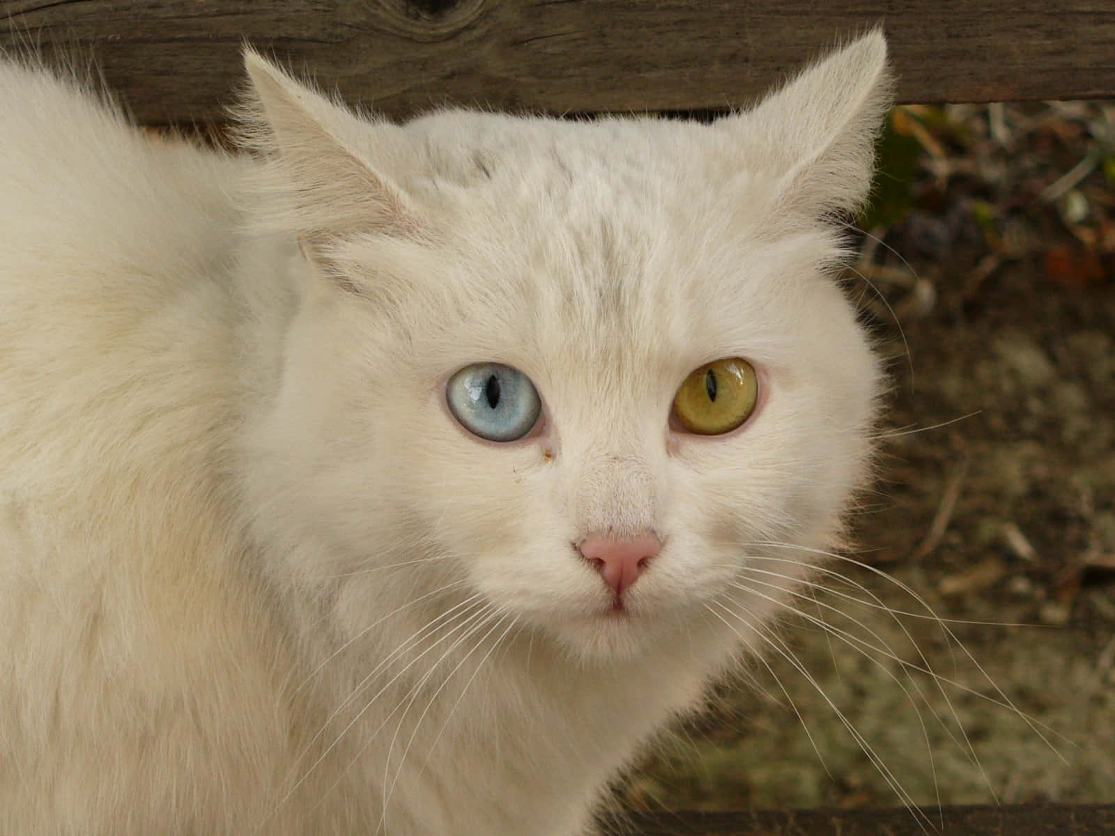 Beautiful Khao Manee Cat With Captivating Blue Eyes Wallpaper