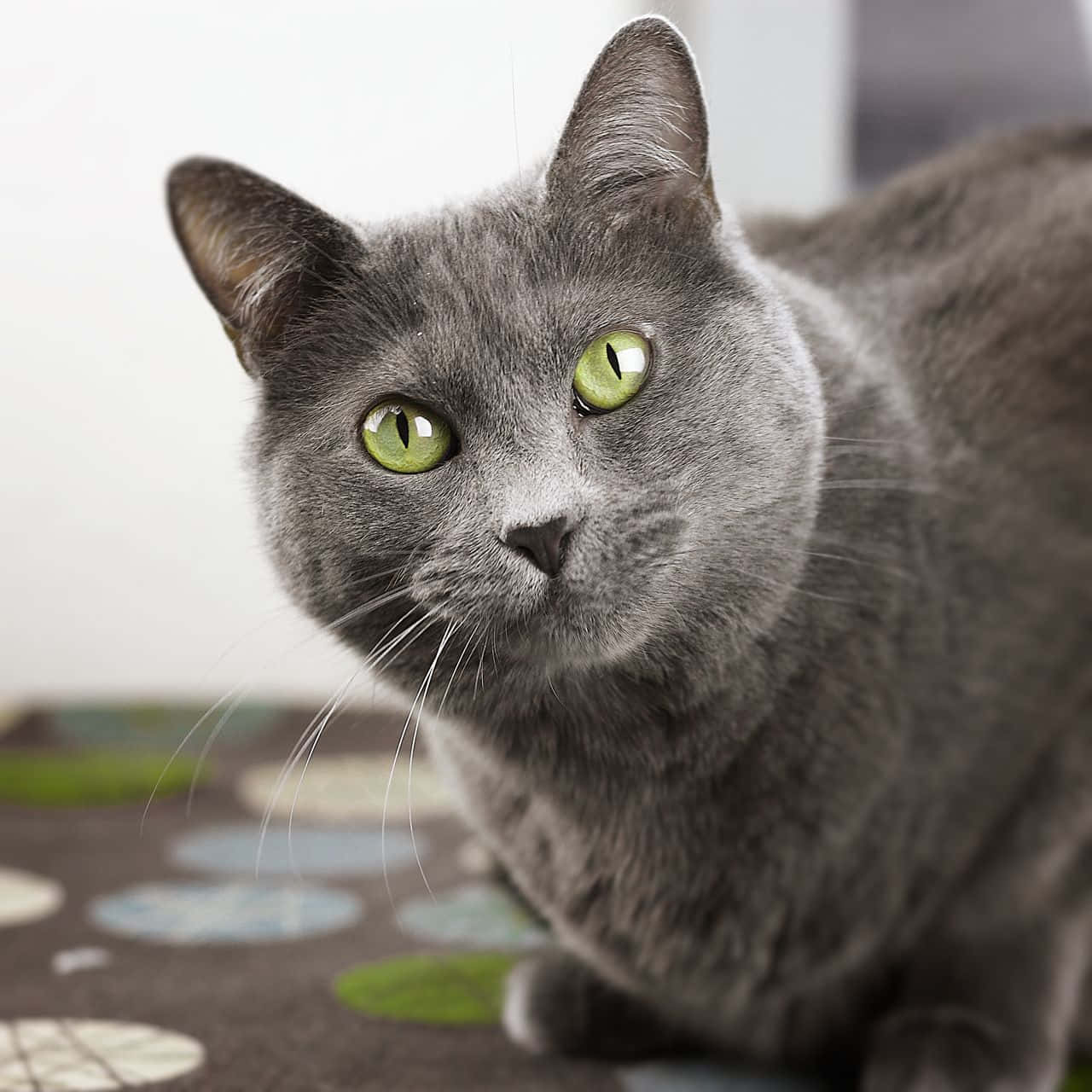 Beautiful Korat Cat With Green Eyes Wallpaper