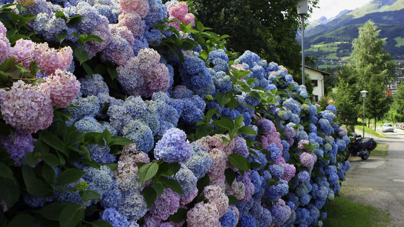 Beautiful Lilac Tree In Full Bloom Wallpaper