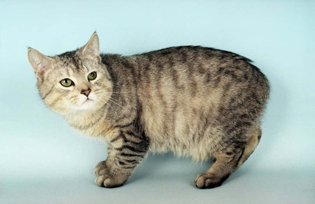 Beautiful Manx Cat Posing On A Wooden Perch Wallpaper