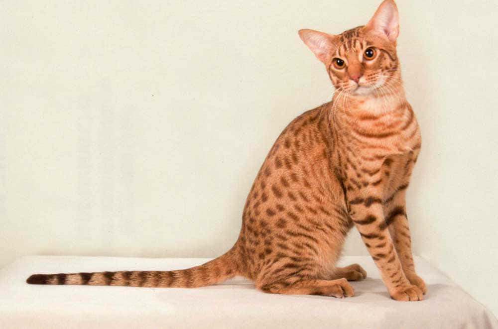 Beautiful Ocicat Basking In Golden Light Wallpaper