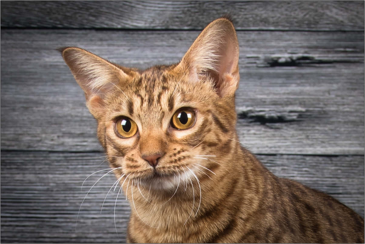 Beautiful Ocicat Enjoying The Outdoors Wallpaper