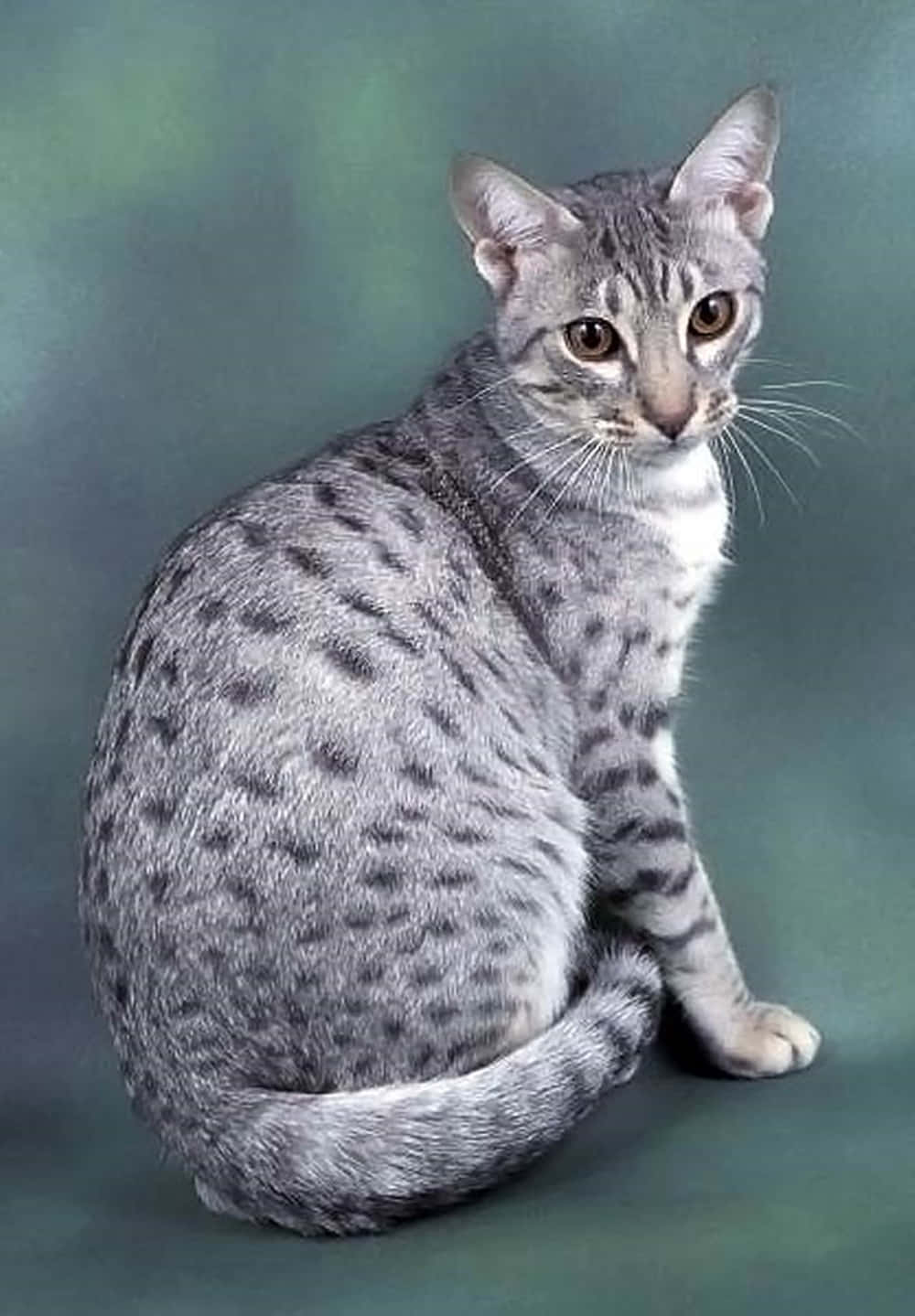 Beautiful Ocicat Lounging On A Wooden Floor Wallpaper