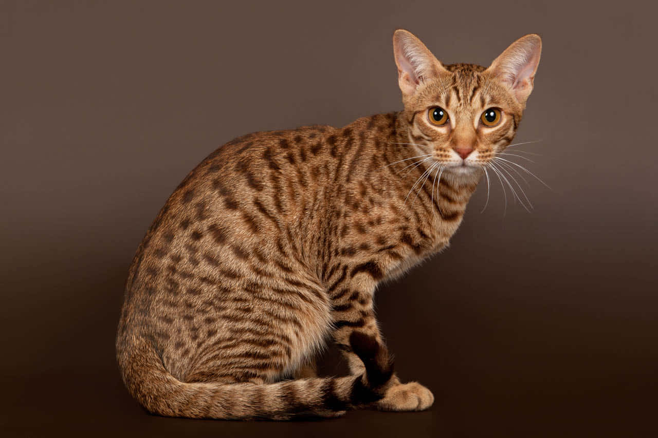 Beautiful Ocicat Lounging On The Floor Wallpaper