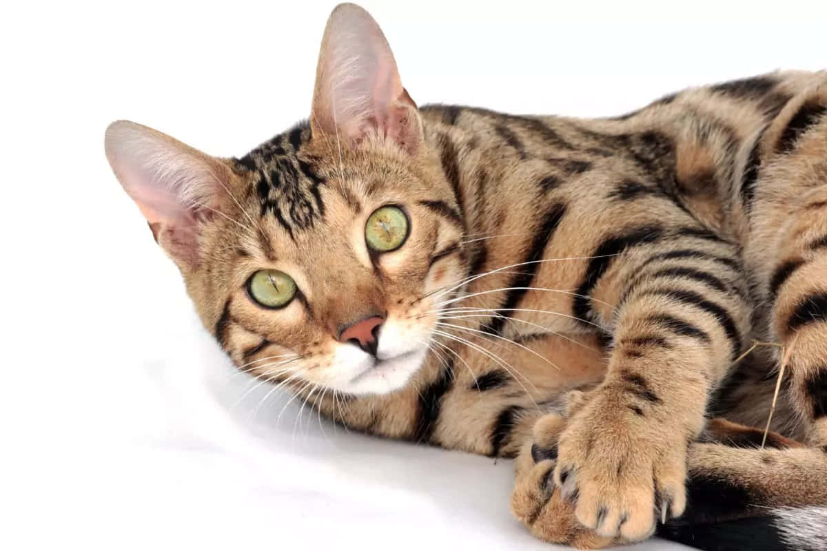 Beautiful Ocicat Posing In Nature Wallpaper