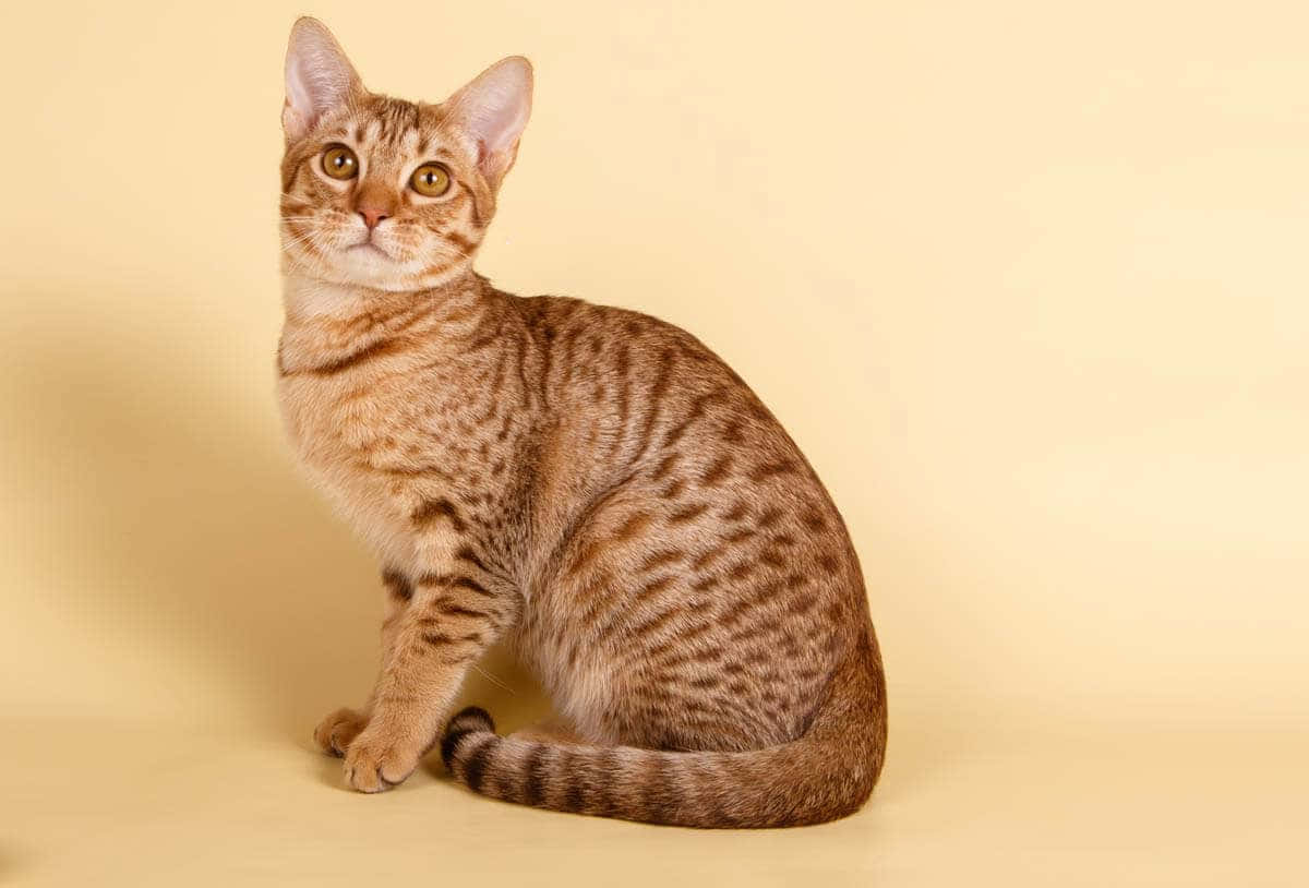 Beautiful Ocicat Relaxing In The Wilderness Wallpaper