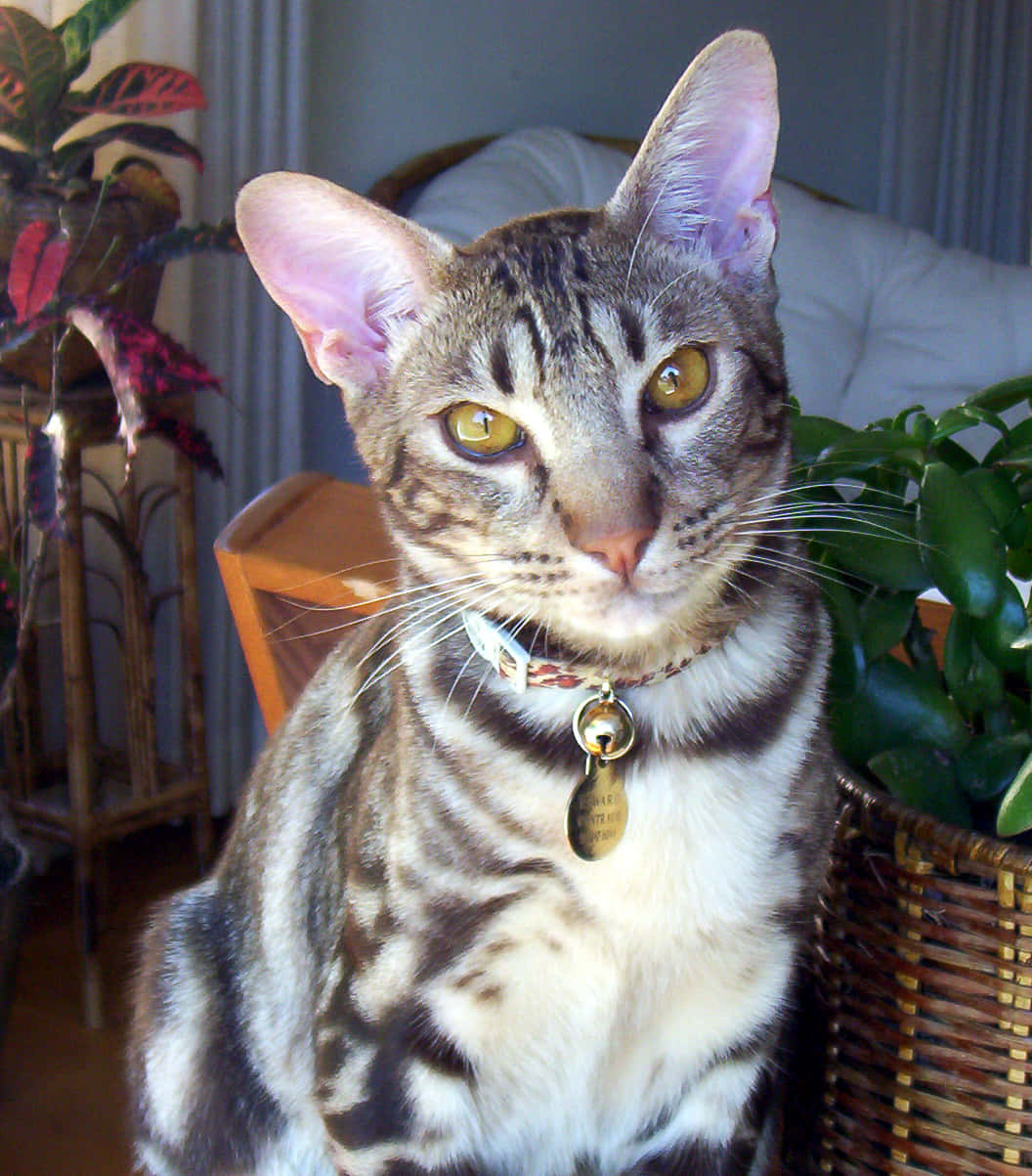 Beautiful Ocicat Relaxing On A Wooden Surface Wallpaper