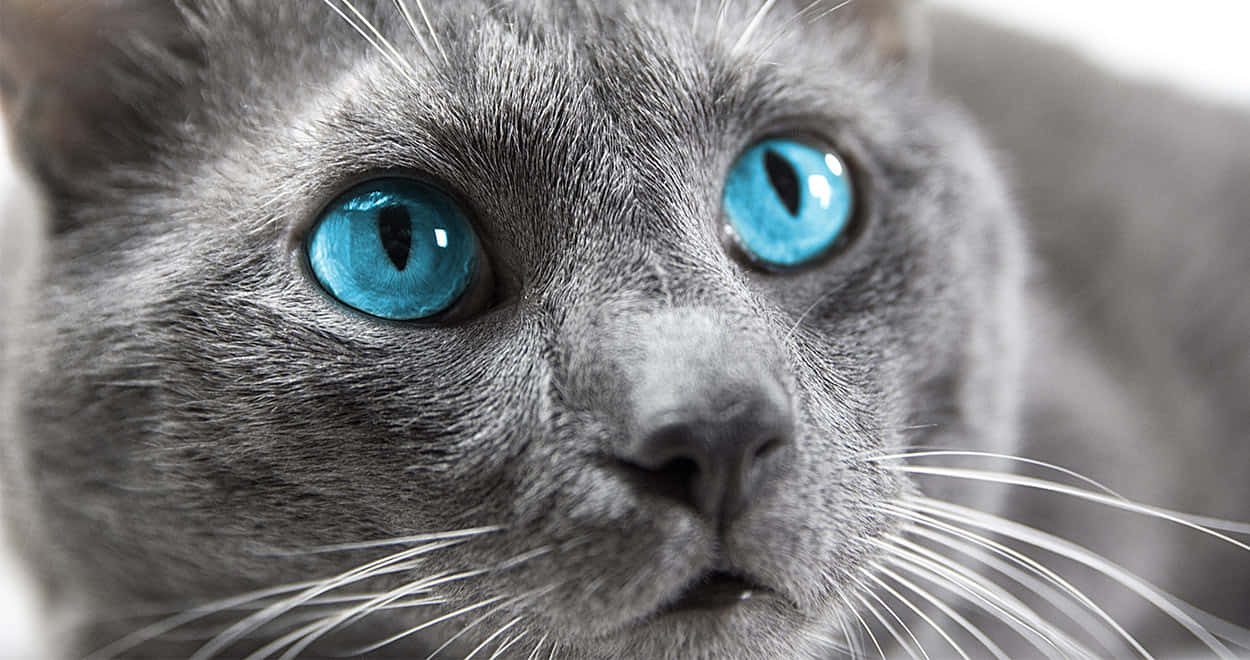 Beautiful Ojos Azules Cat Lounging On A Branch Wallpaper