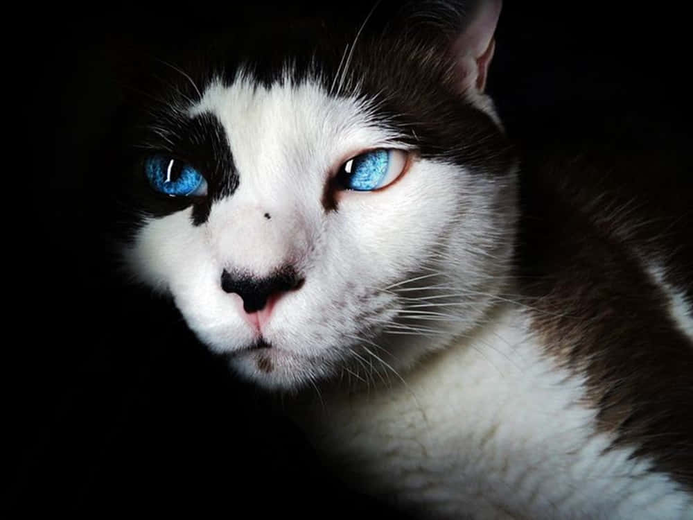 Beautiful Ojos Azules Cat With Bright Blue Eyes Wallpaper