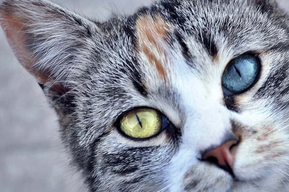 Beautiful Ojos Azules Cat With Deep Blue Eyes Wallpaper