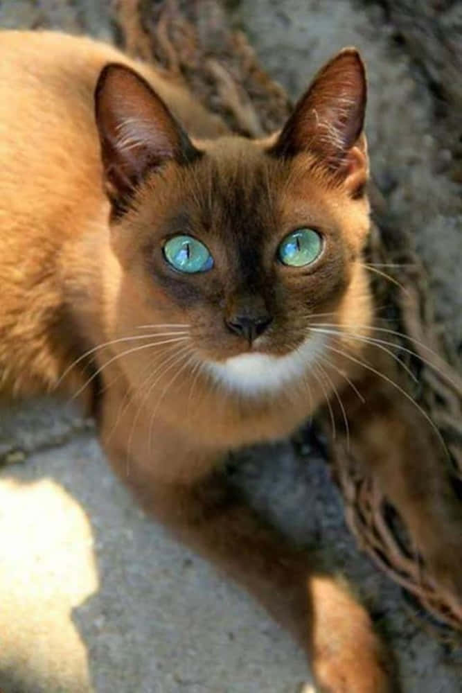 Beautiful Ojos Azules Cat With Striking Blue Eyes Wallpaper