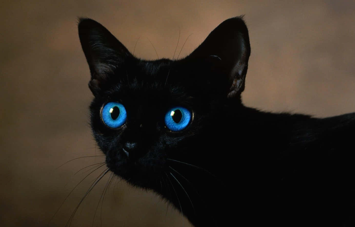 Beautiful Ojos Azules Cat With Striking Blue Eyes Wallpaper