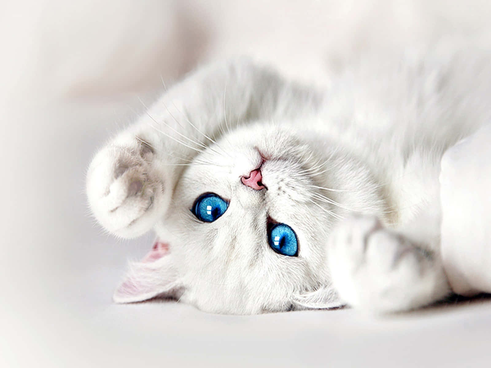 Beautiful Ojos Azules Cat With Striking Blue Eyes Wallpaper