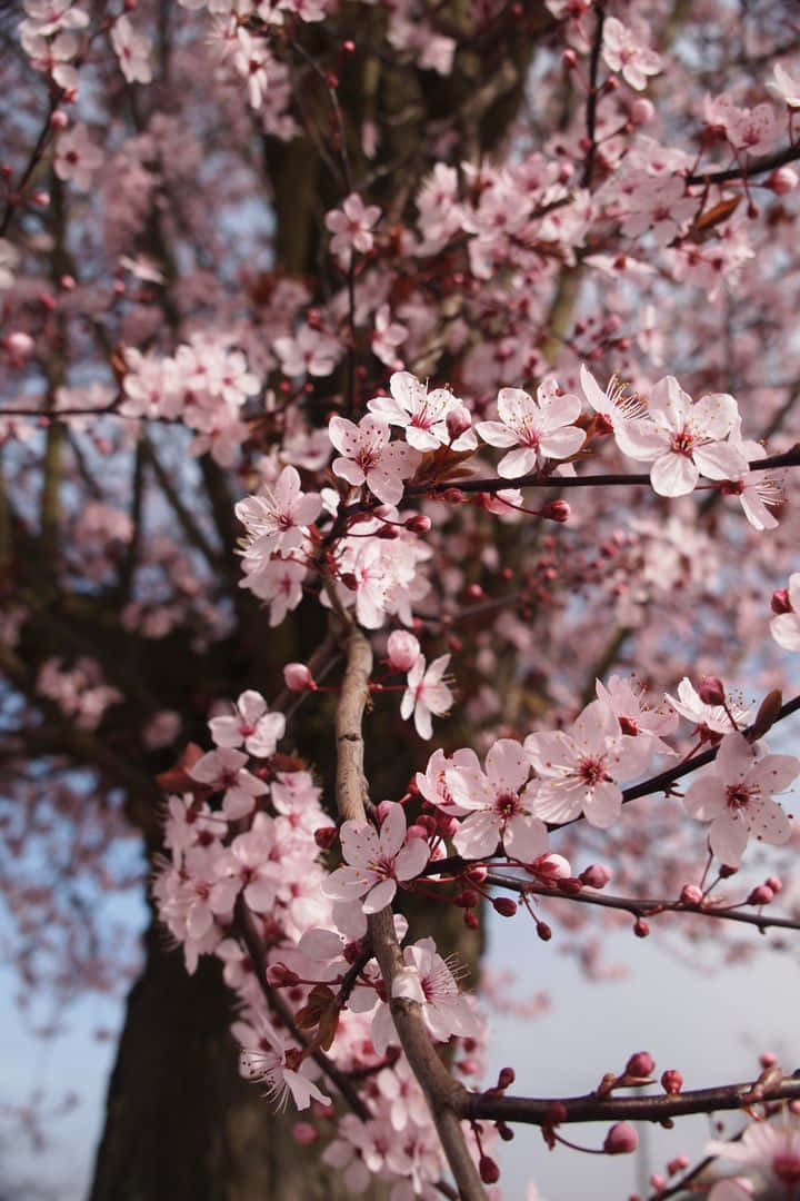 Beautiful Pink Cherry Blossom Trees In A Sunny Outdoor Setting. Wallpaper