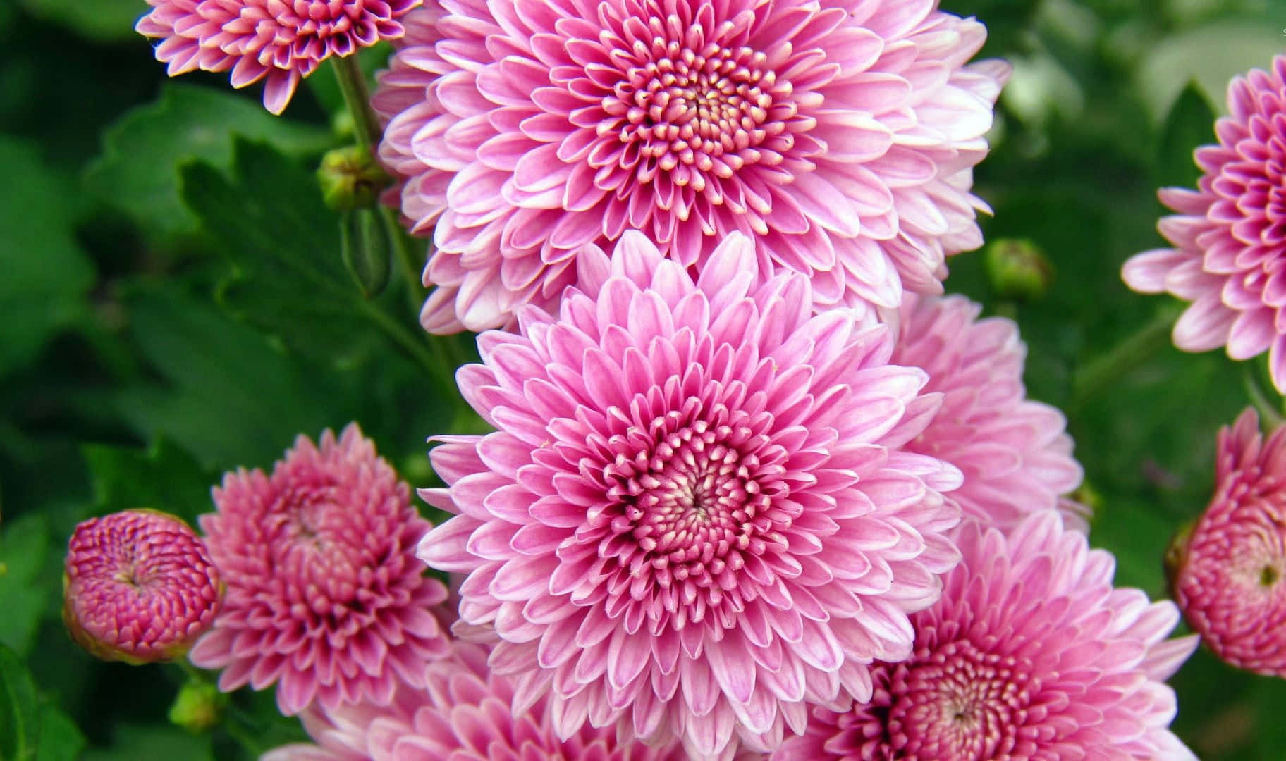 Beautiful Pink Chrysanthemums Blooming In A Garden Wallpaper