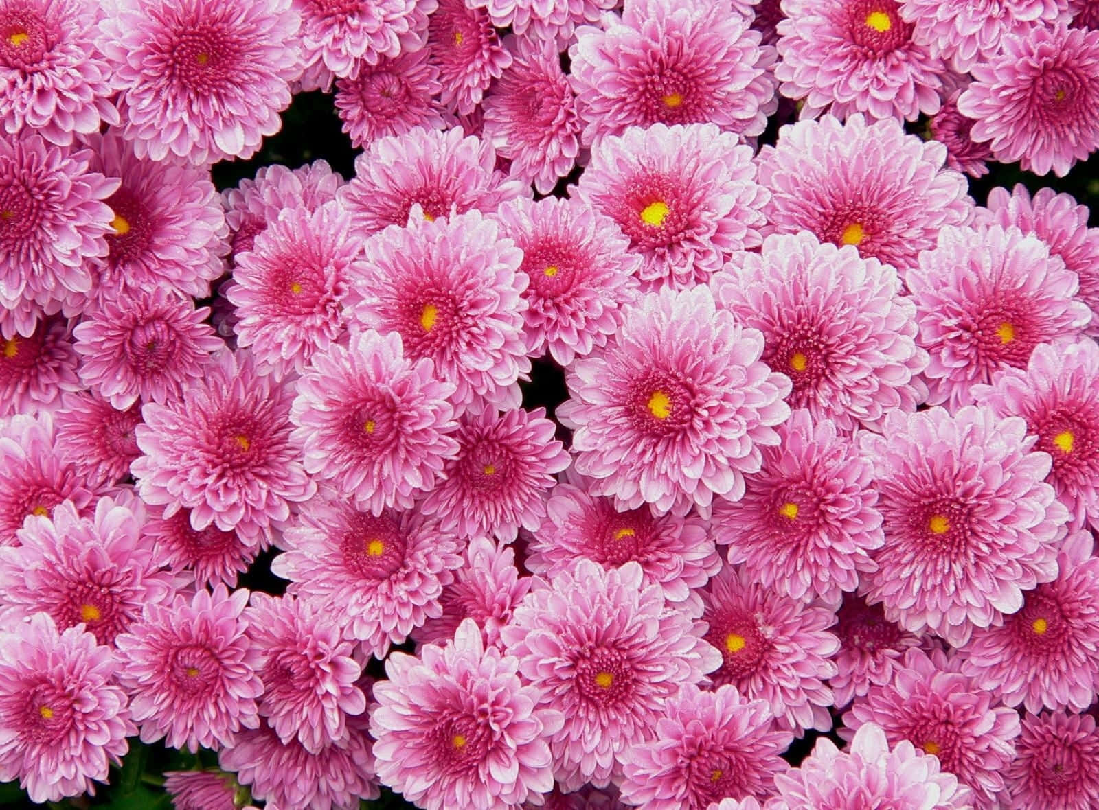 Beautiful Pink Chrysanthemums In Full Bloom Wallpaper