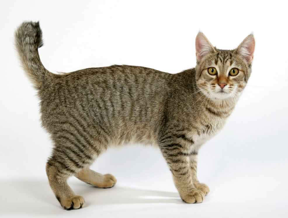 Beautiful Pixie-bob Cat With Striking Green Eyes Relaxing On A Wooden Surface Wallpaper