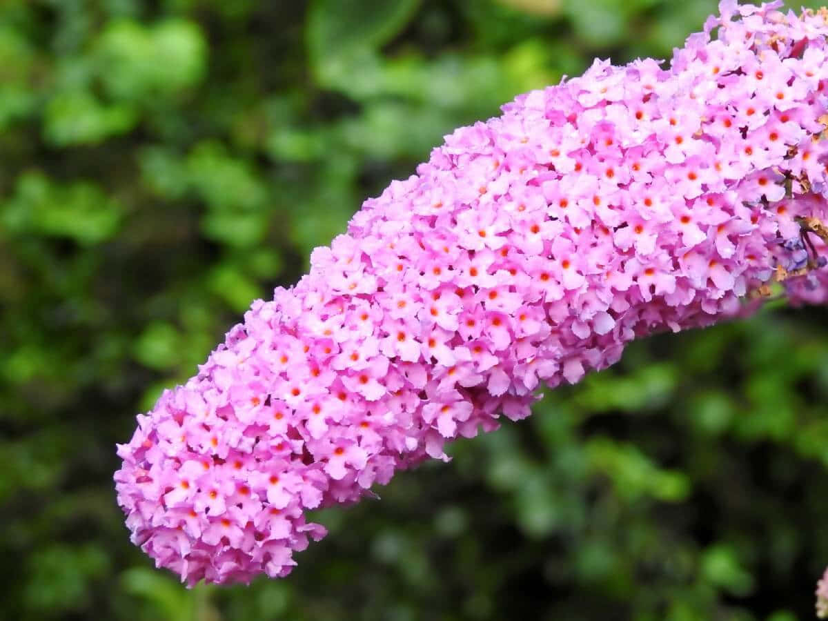 Beautiful Purple Flowering Butterfly Bush Wallpaper