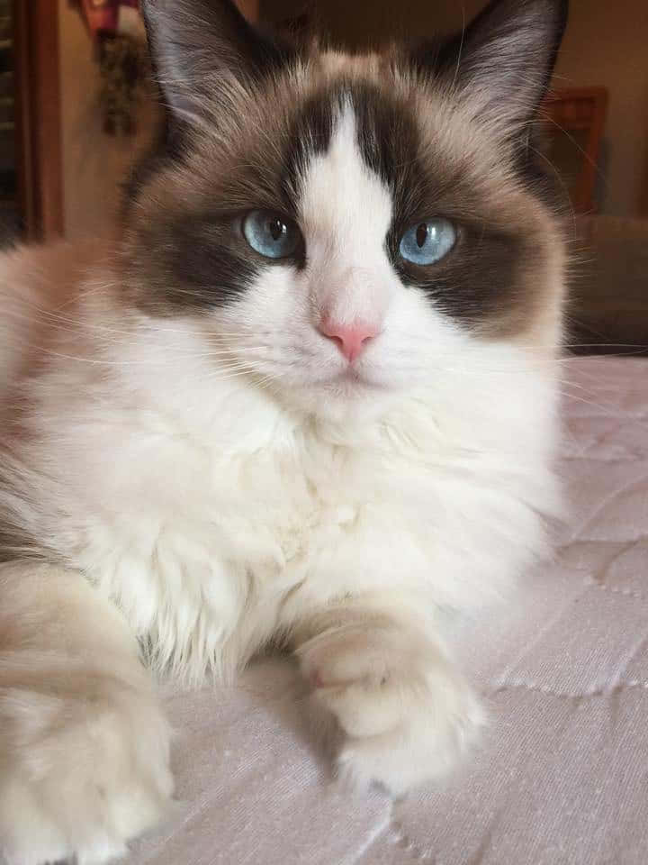 Beautiful Ragdoll Cat Lounging On A Couch Wallpaper