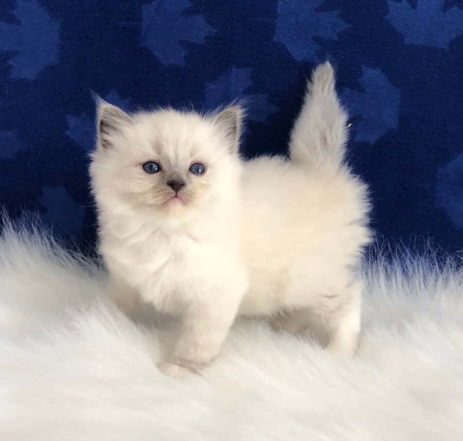 Beautiful Ragdoll Cat Lounging On A Couch Wallpaper