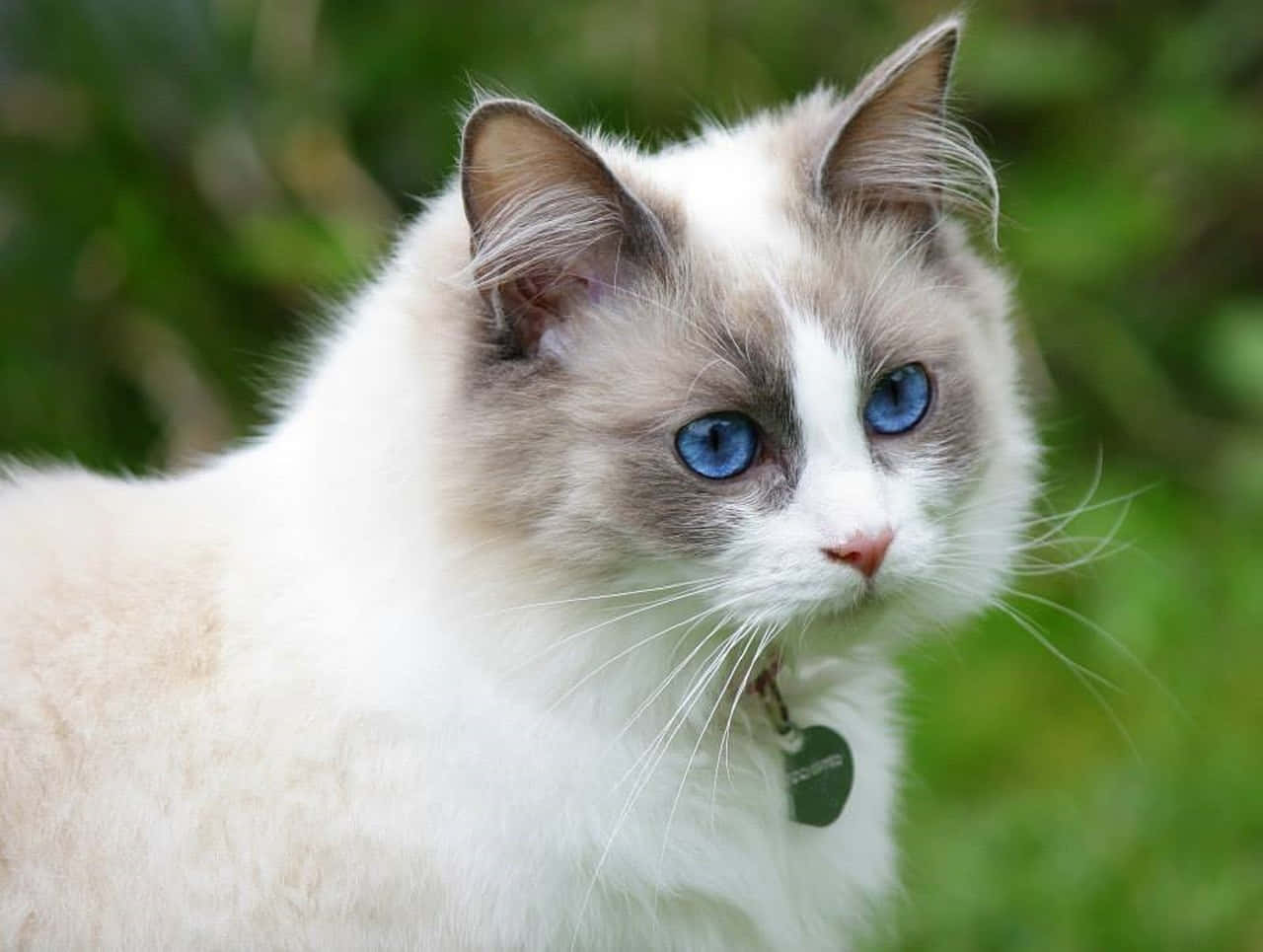 Beautiful Ragdoll Cat Relaxing On The Floor Wallpaper