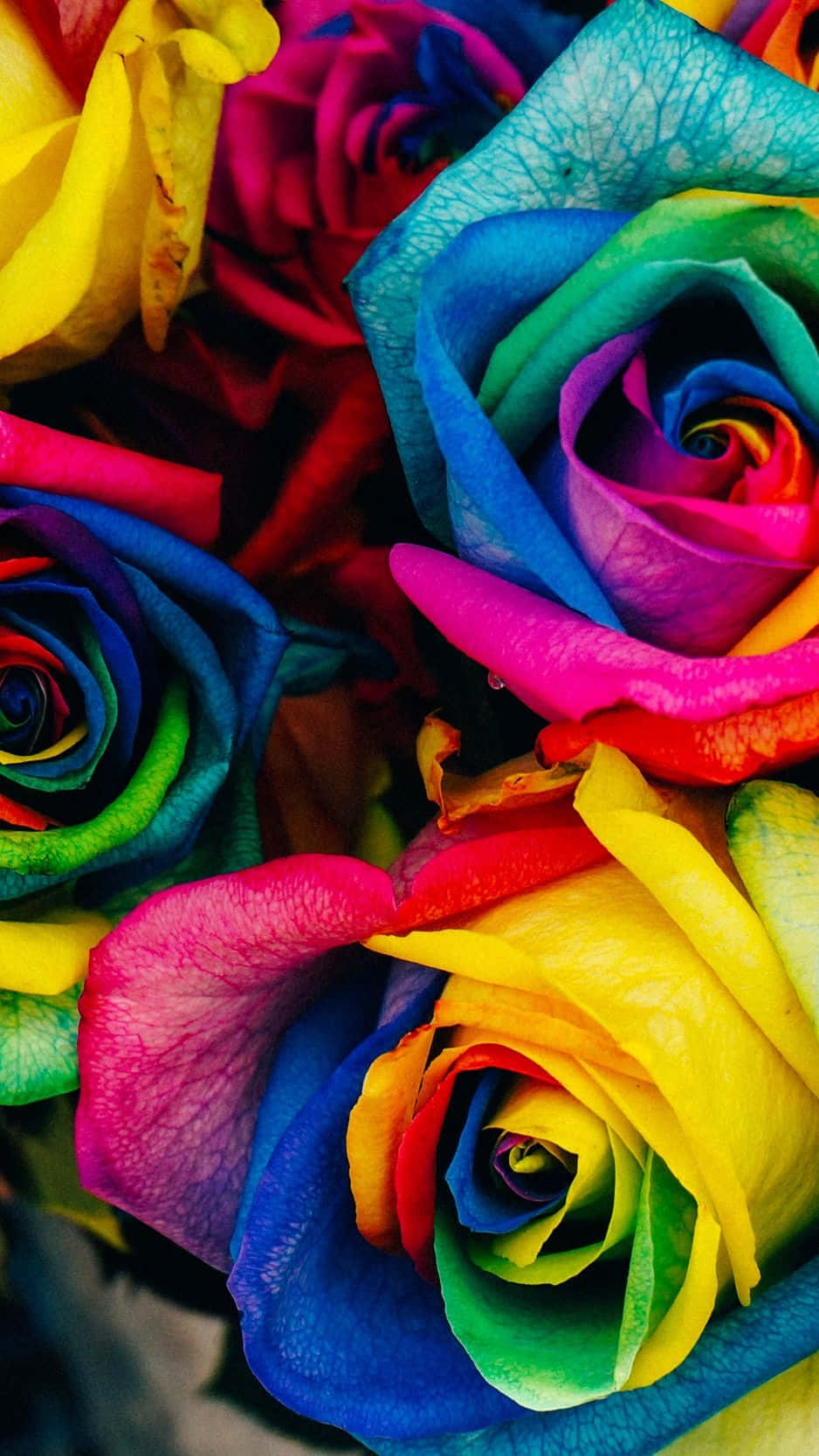 Beautiful Rainbow Flower To Brighten Your Day Wallpaper