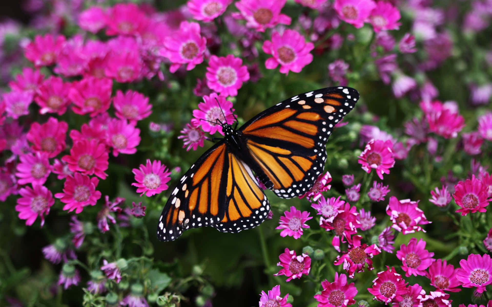 Beautiful Rainbow Monarch Butterfly Wallpaper