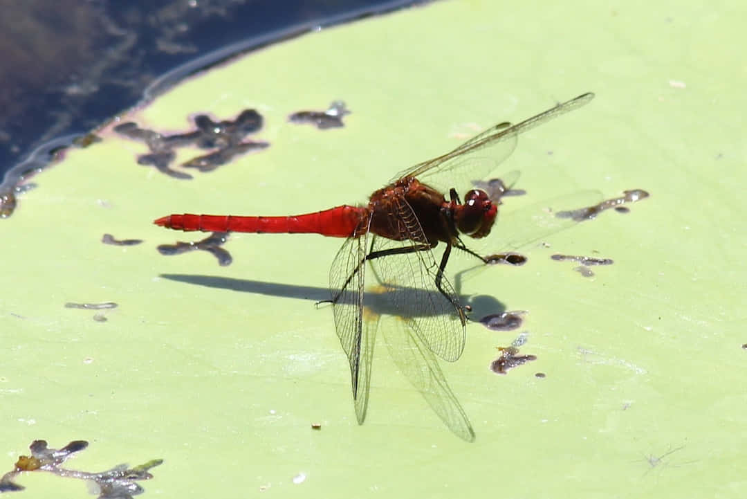 Beautiful Red Dragonfly On A Branch Wallpaper