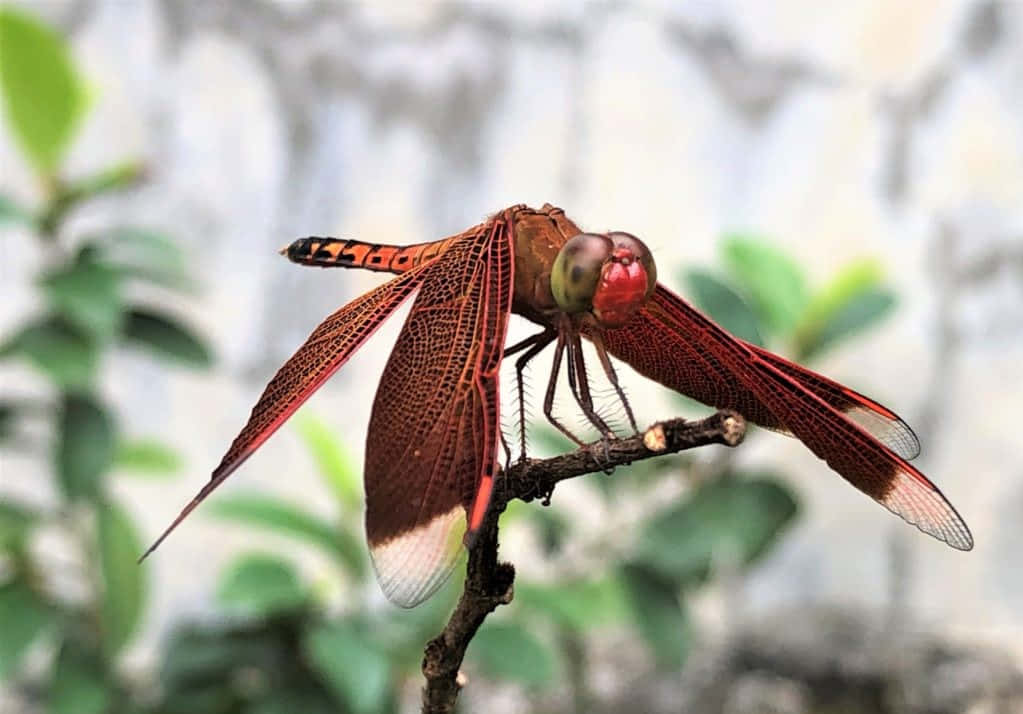 Beautiful Red Dragonfly Perched On A Branch Wallpaper