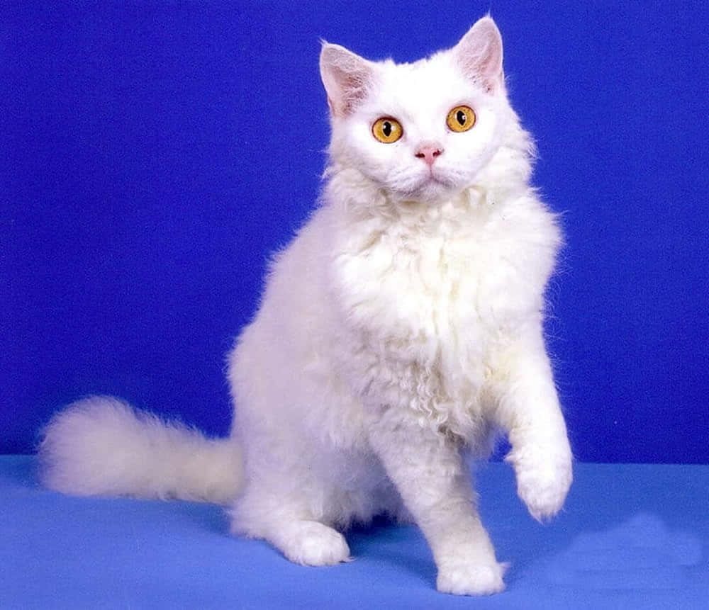 Beautiful Selkirk Rex Relaxing On A Wooden Surface Wallpaper