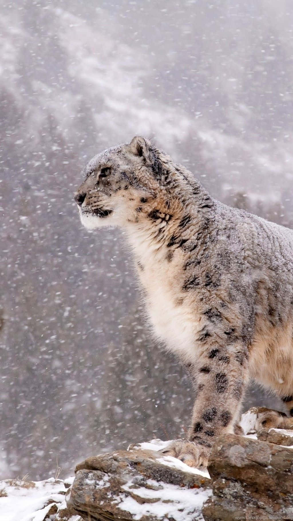 Beautiful Snow Leopard Perched Atop A Tree Wallpaper