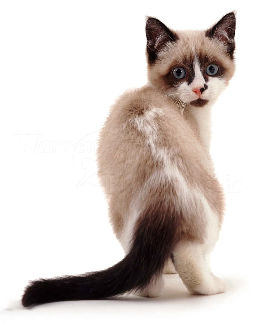 Beautiful Snowshoe Cat Lounging On A Wooden Floor Wallpaper