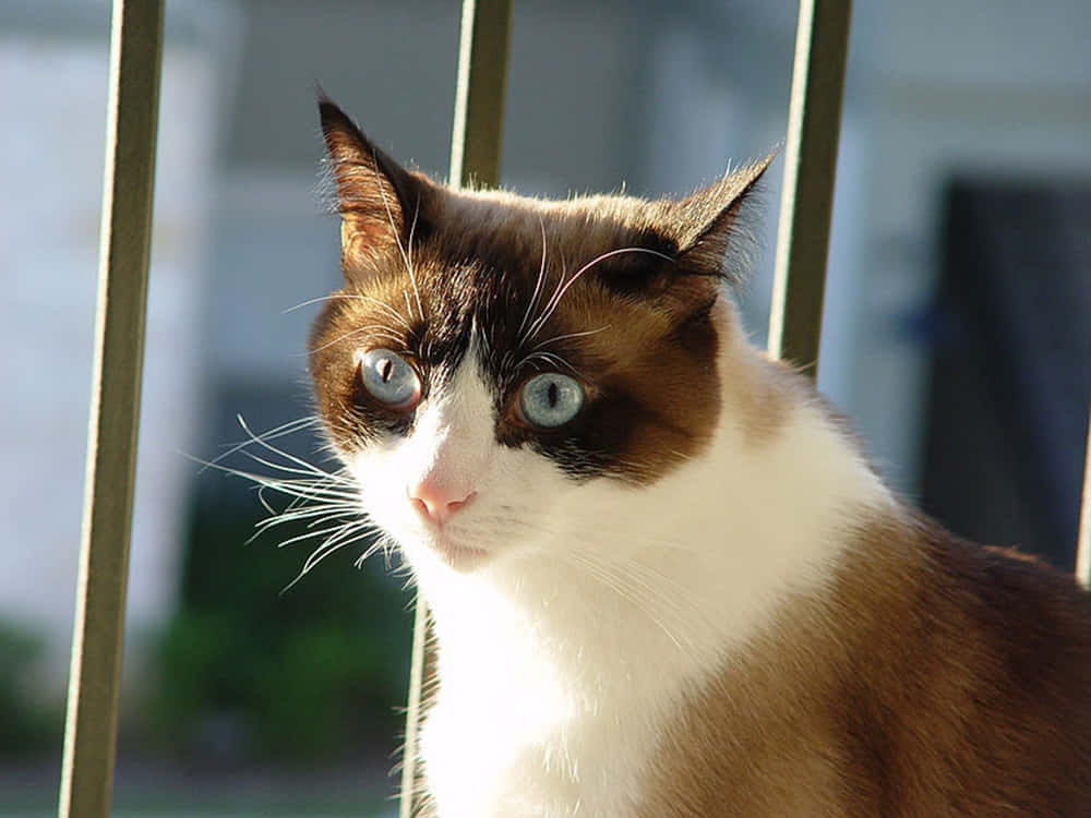 Beautiful Snowshoe Cat Posing On A Table. Wallpaper