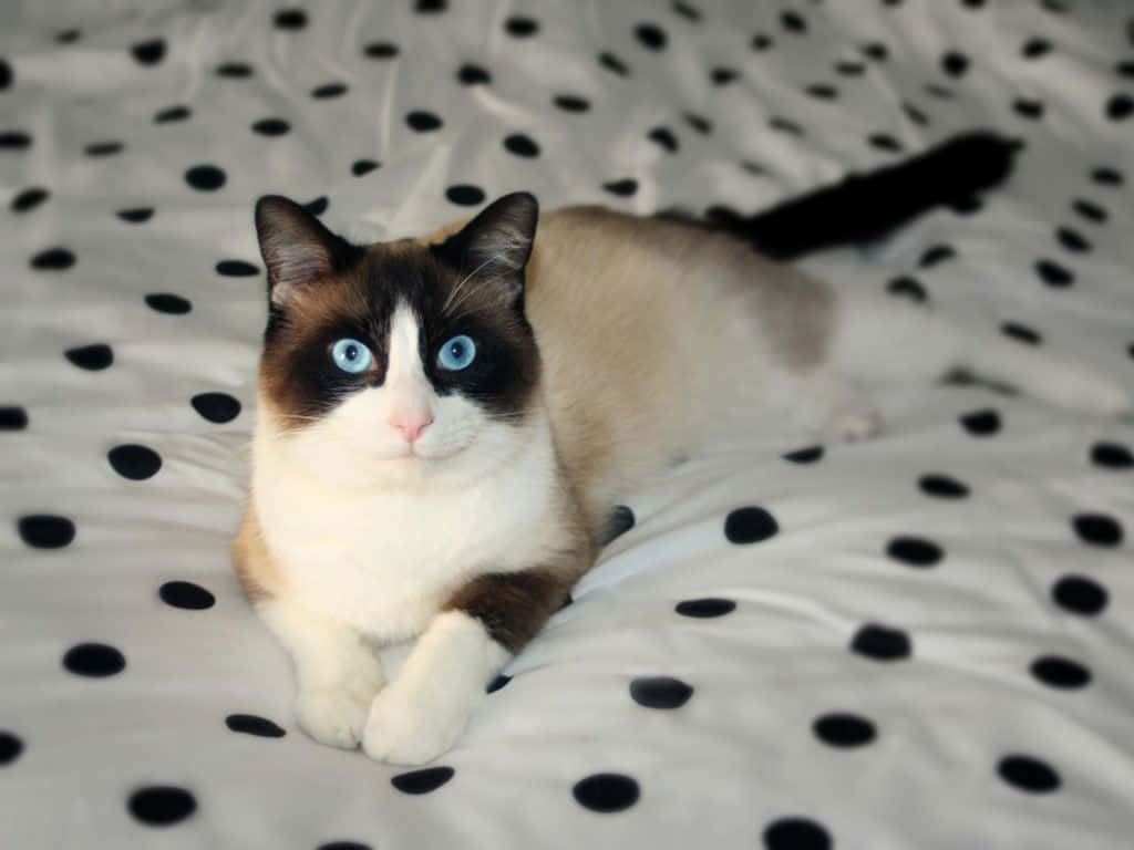 Beautiful Snowshoe Cat Relaxing On A Sofa Wallpaper