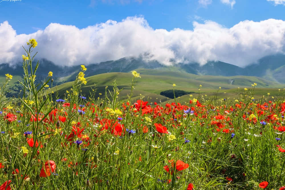 Beautiful Spring Meadow Landscape Wallpaper