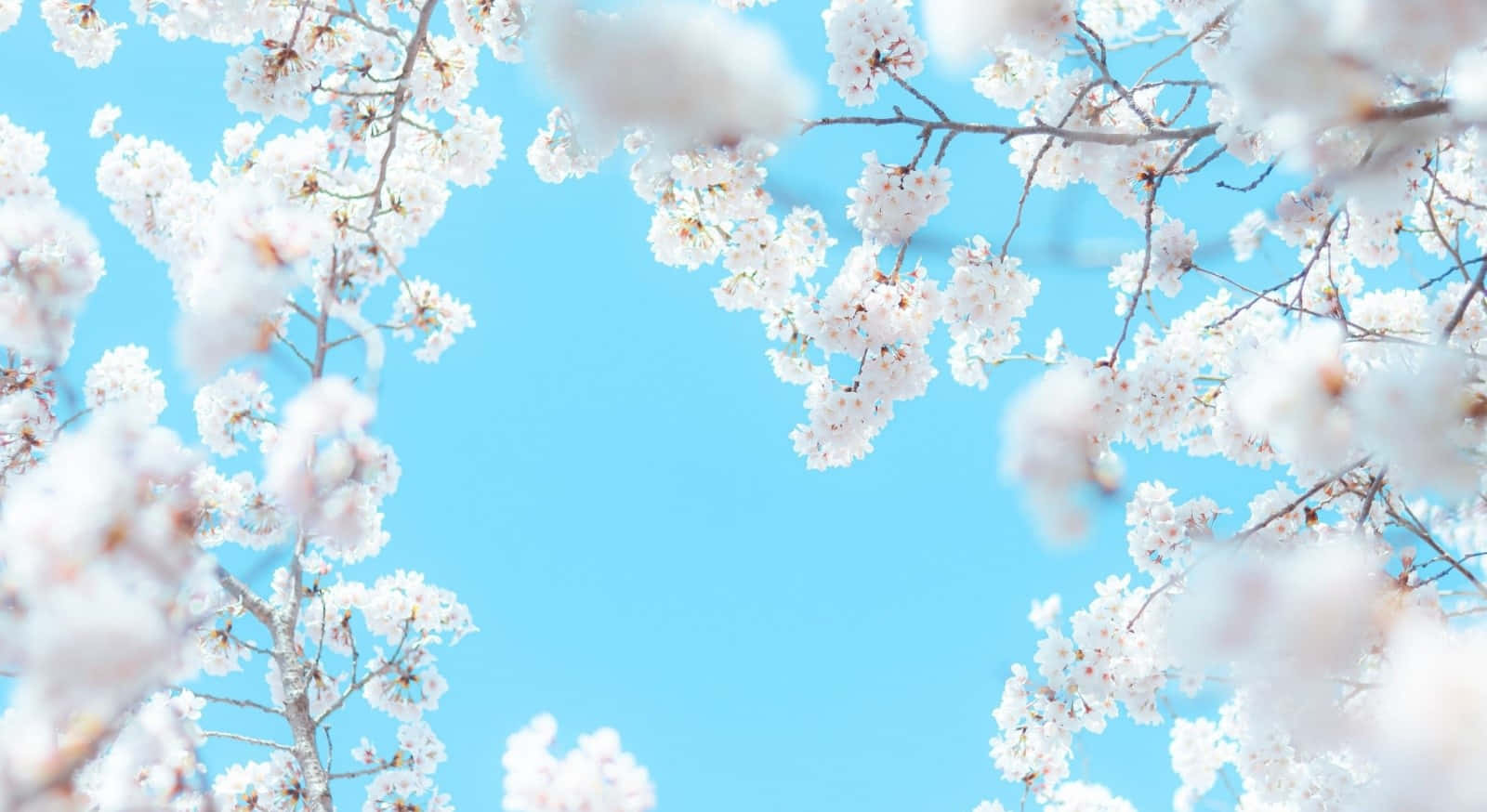 Beautiful Spring Sky With Blooming Trees Wallpaper