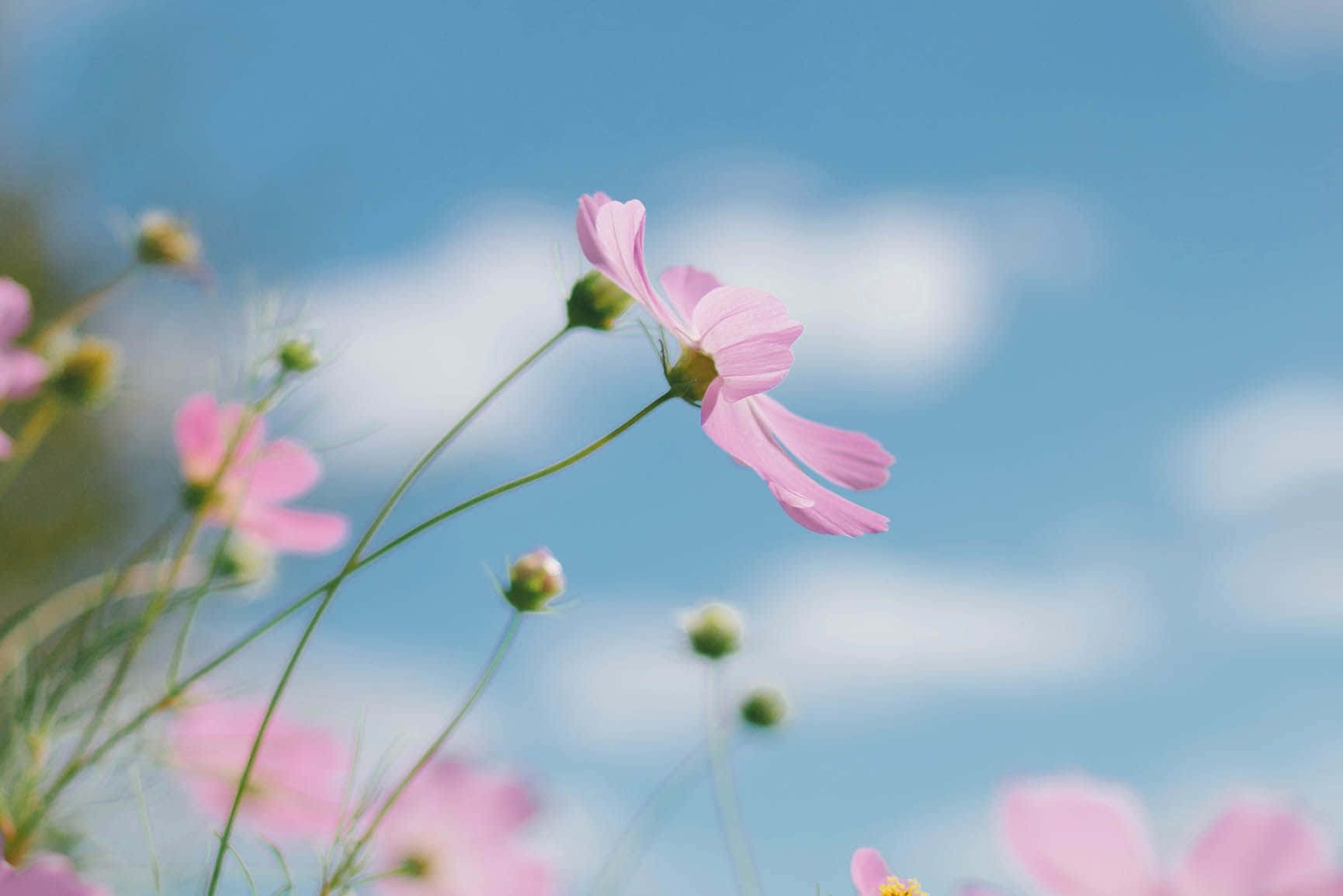 Beautiful Spring Sky With Colorful Blooming Trees Wallpaper