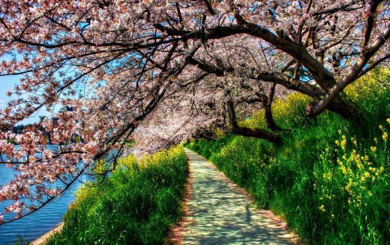 Beautiful Spring Trees In Bloom Wallpaper