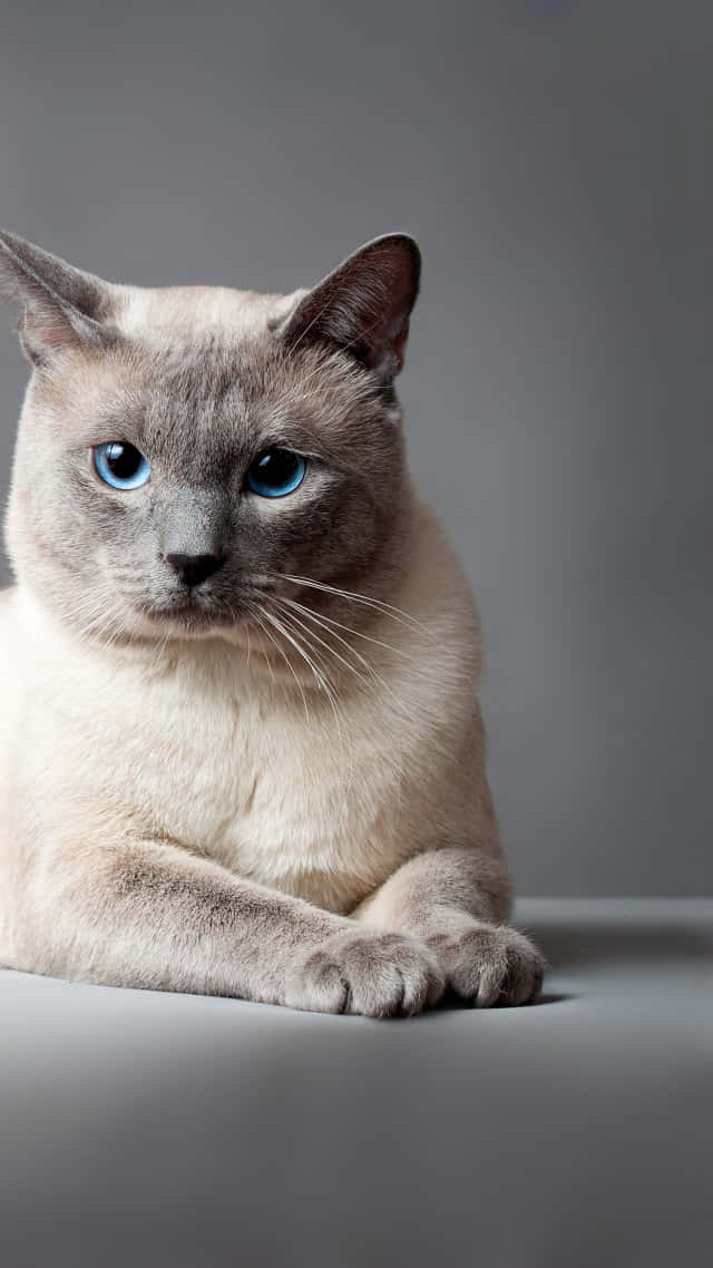 Beautiful Thai Blue Cat Lounging In The Sun Wallpaper