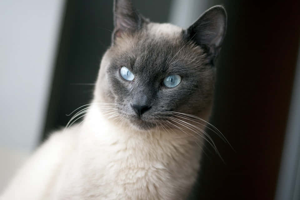 Beautiful Thai Blue Cat Lounging On A Wooden Surface Wallpaper