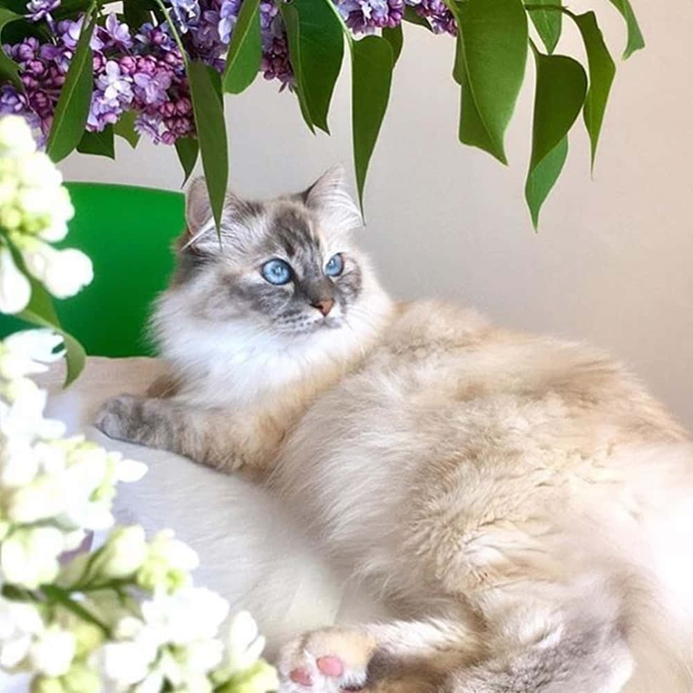 Beautiful Thai Lilac Cat Lounging Wallpaper